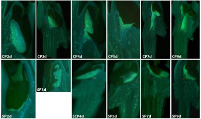 Lack of S-RNase-Based Gametophytic Self-Incompatibility in Orchids Suggests That This System Evolved after the Monocot-Eudicot Split